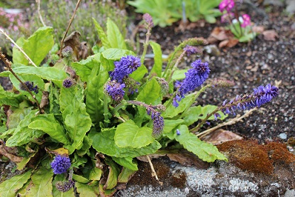 Wulfenia carinthiaca - 8cm pot